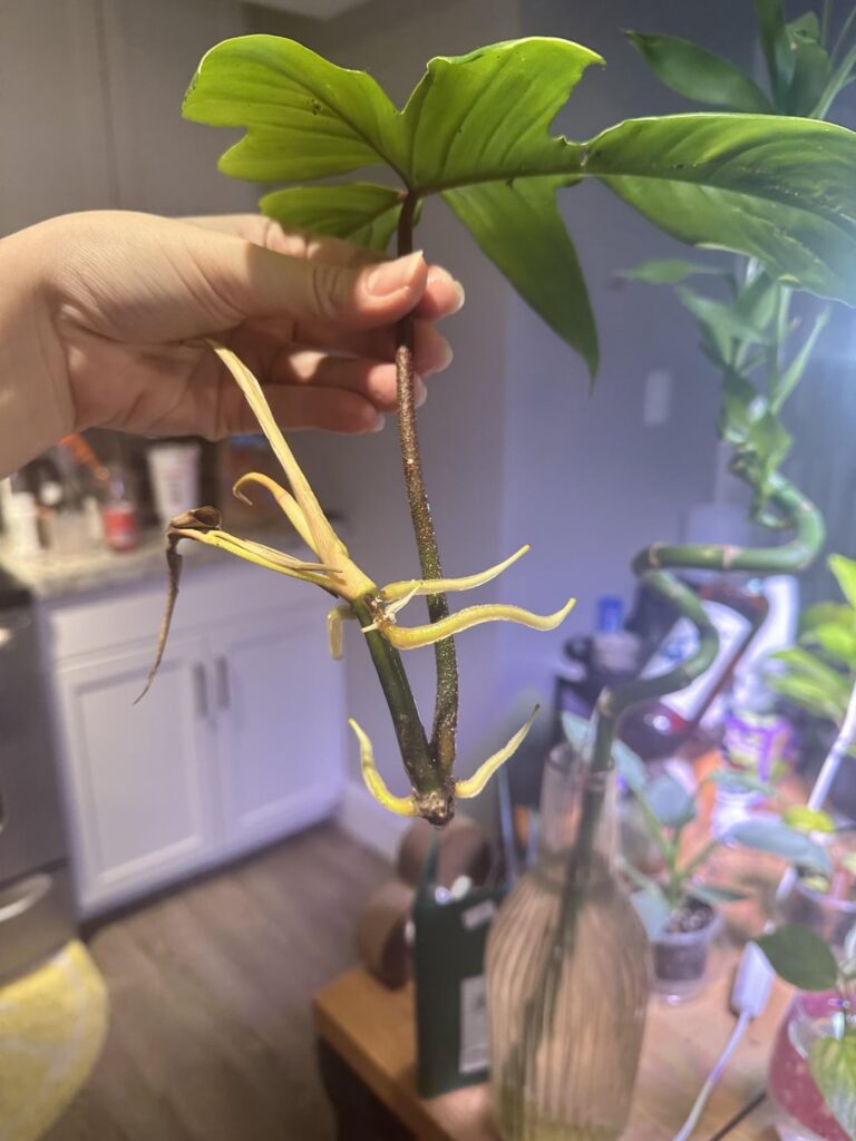 Is it ready for soil? Is it ready for soil?