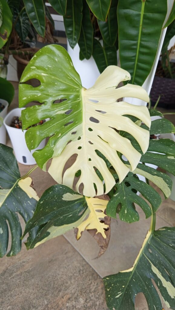 Why is my Thai con leaf shaped so oval, wide and weird?