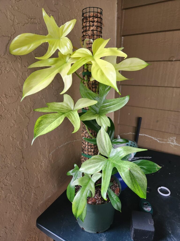 My Florida Ghost is slowly becoming my favorite