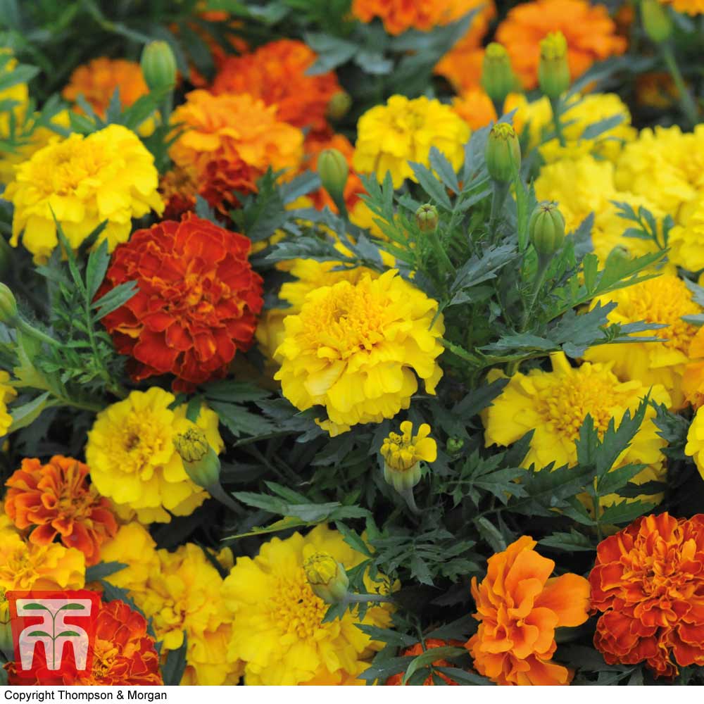 Marigold F1 'zenith Mixed'