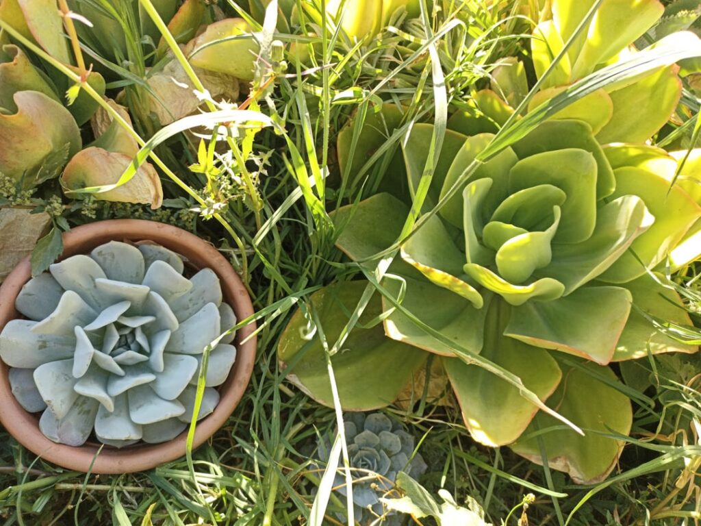 Two beautiful Echeverias 😅