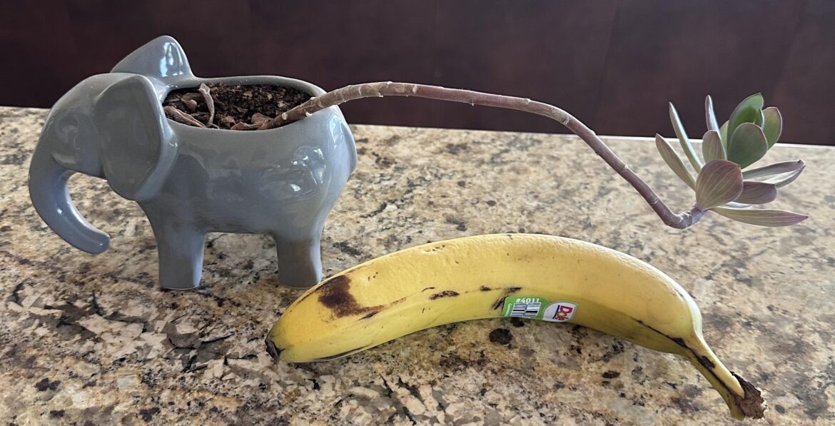 Was gifted this guy. What do I need to do to make it happy?