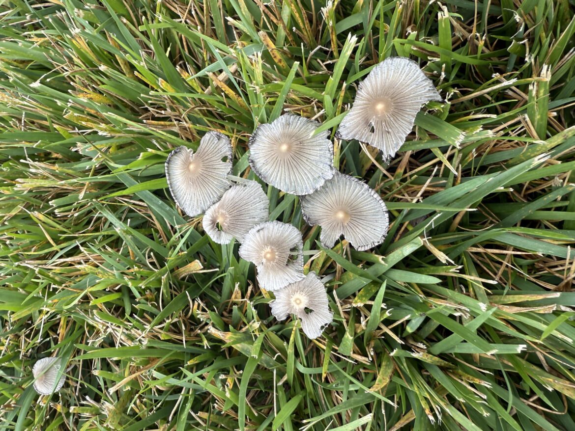 What are these? Poisonous?