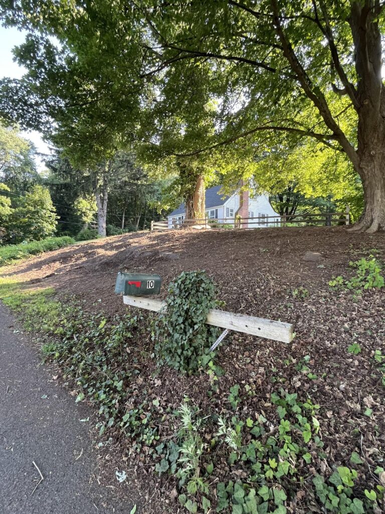 What should I plant on my front hillside?