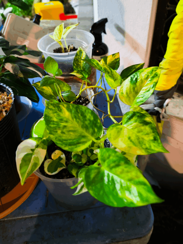 In love with my pothos!