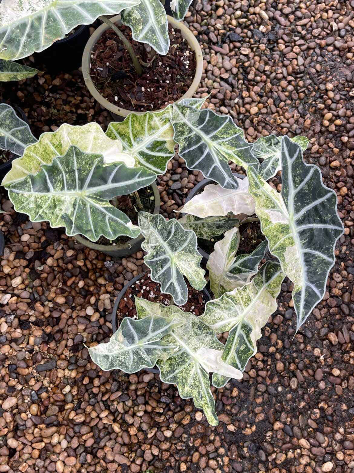 Alocasia Amazonica Splash , i promise this is not a spider mite infestation 😂