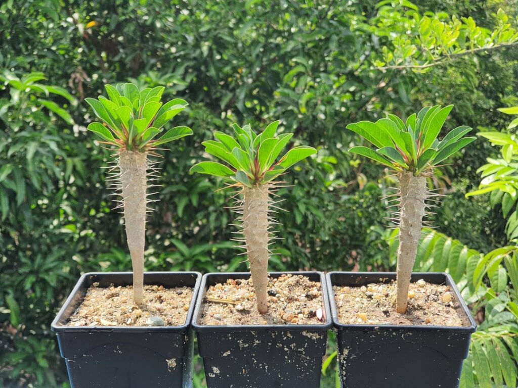 Shipped for new home. Id: Euphorbia guillauminiana.