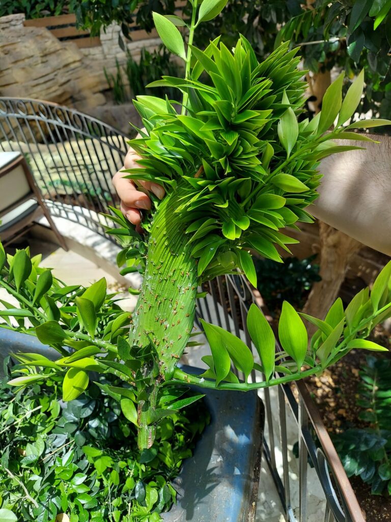 I wanted to share this absolutely bizarre mutation I had at work