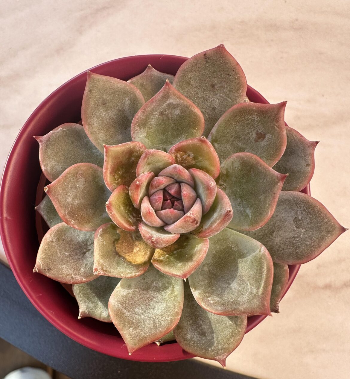 Is this powdery mildew??