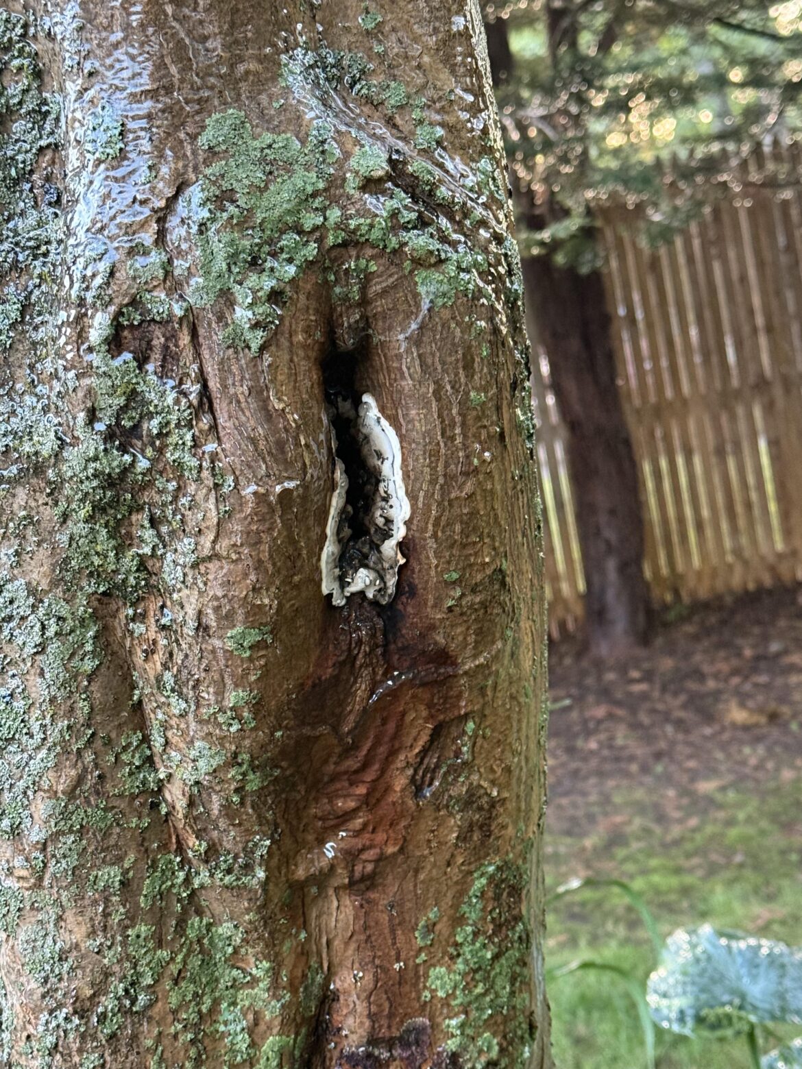 Help identifying and treating this growth on my Japanese Maple