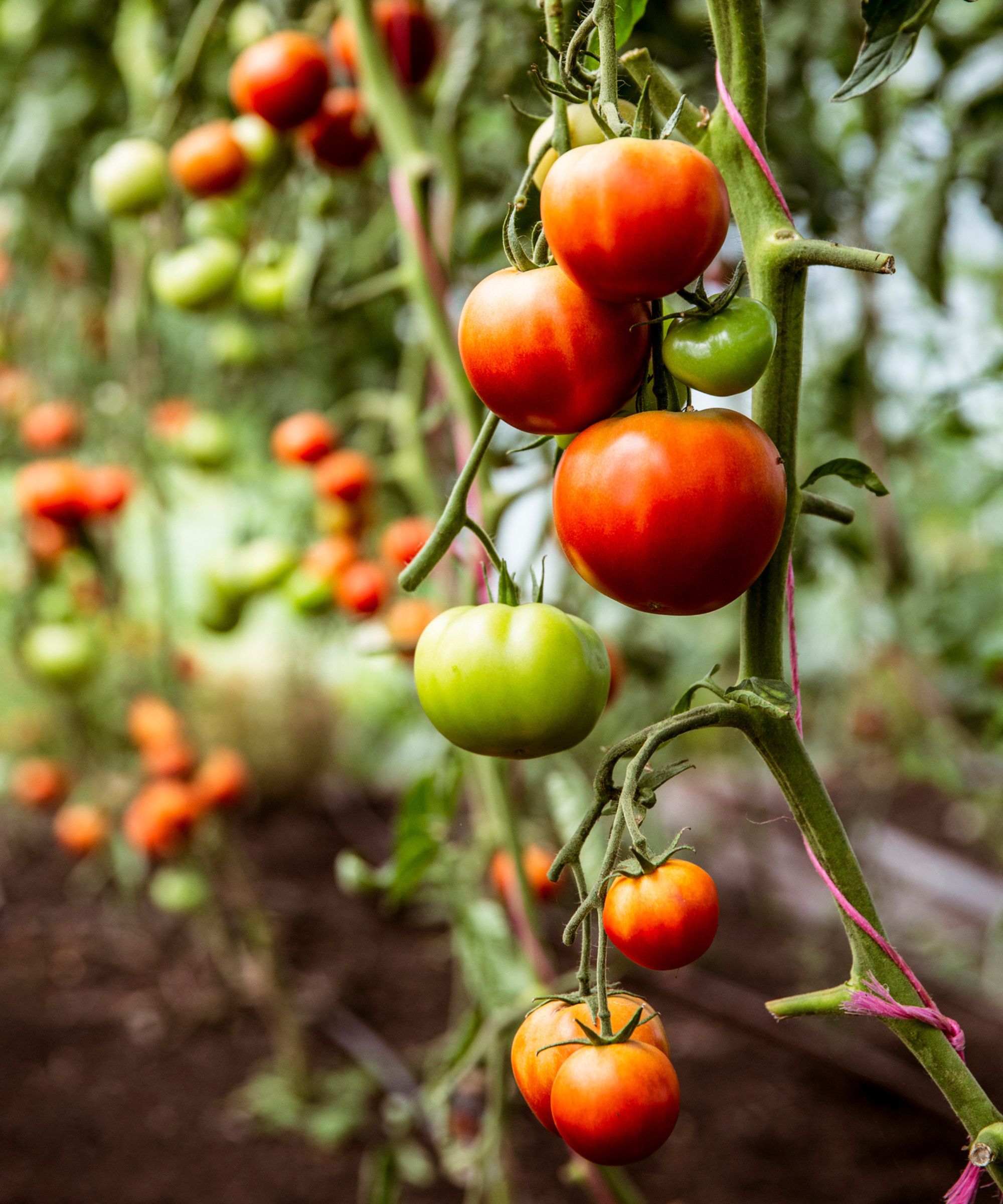 A close up of a tomato plant with dark green vines, red and green tomatoes growing on it, and other tomato plants in the background, all growing out of dark brown soil