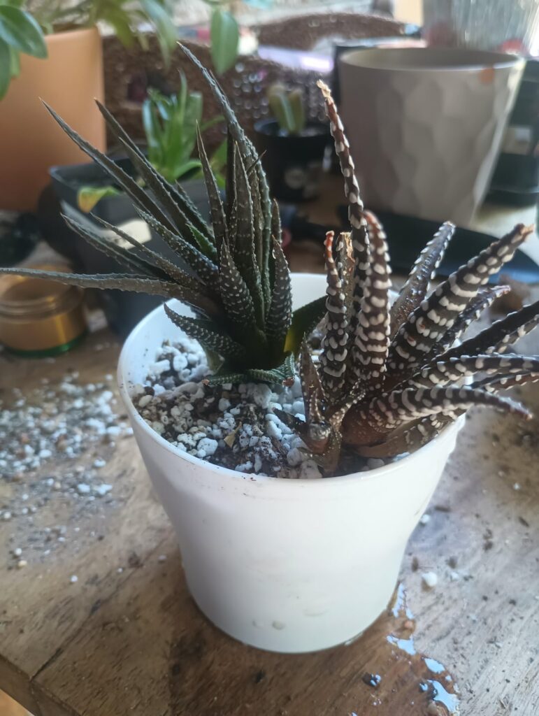 What do y'all think!?