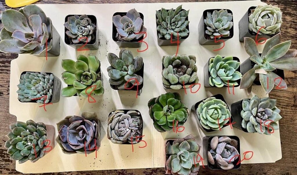Help me ID my MCG echeverias.