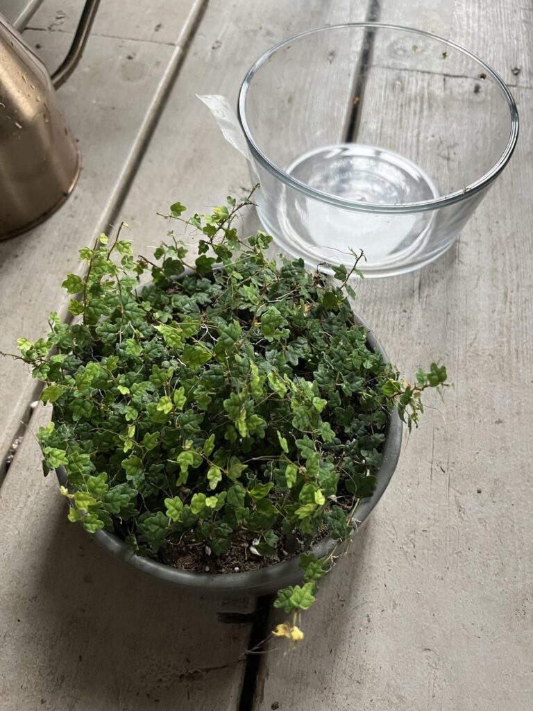 Happy String of Frogs 🐸