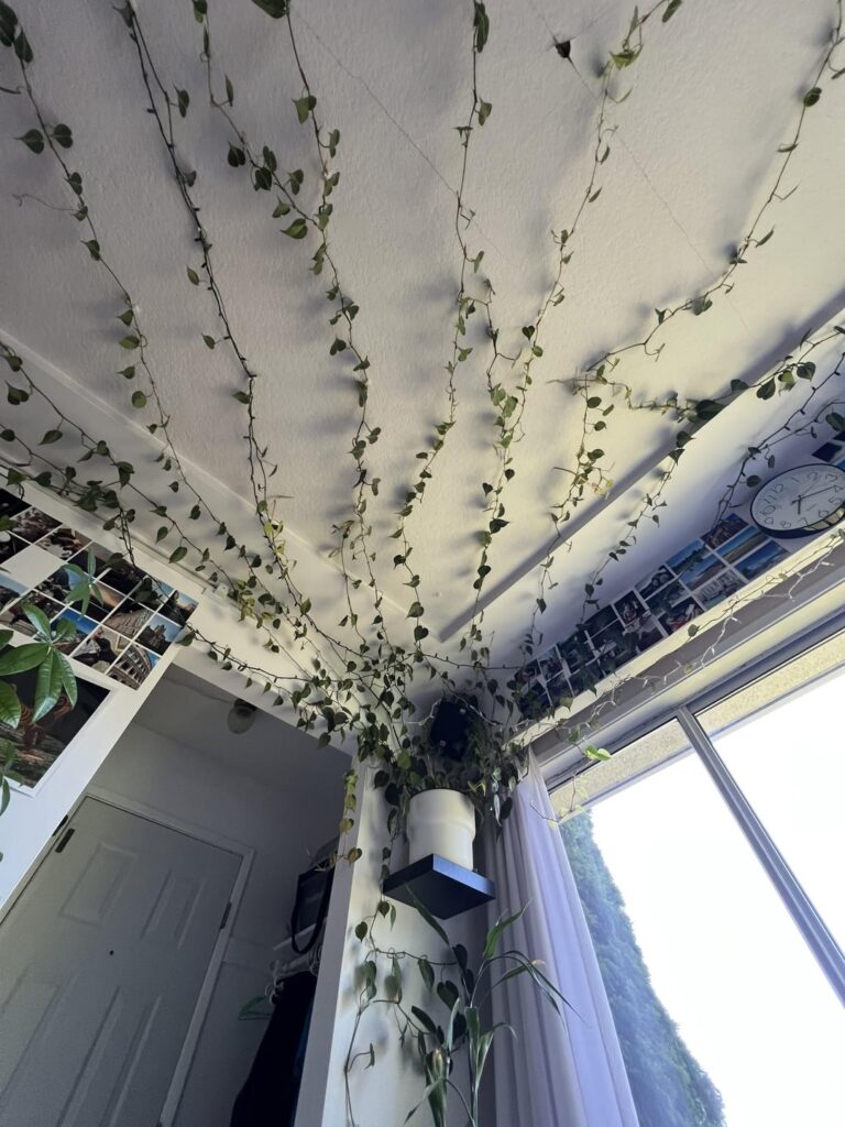 What’s my Pothos worth (30 feet) What’s my Pothos worth (30 feet)