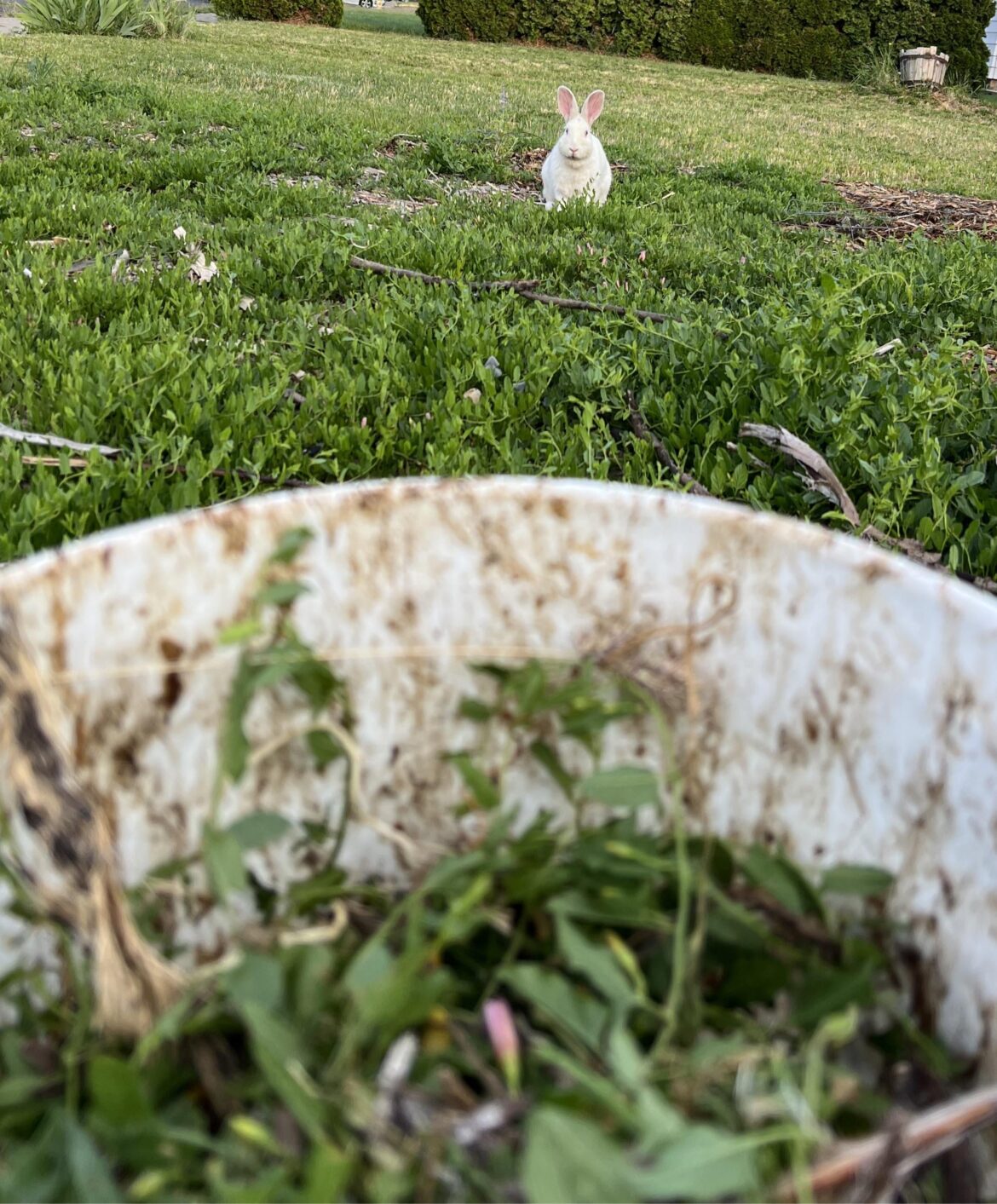 Managing Bindweed