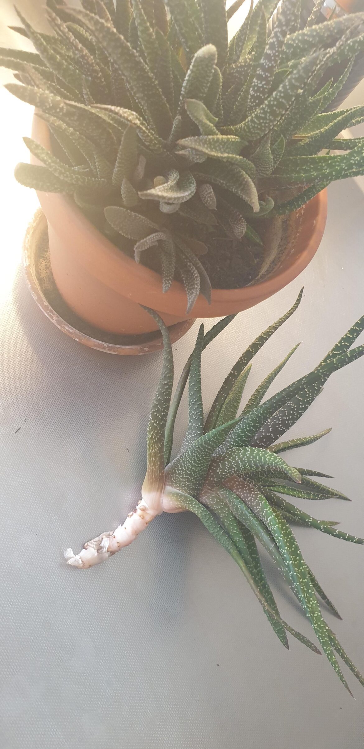 Can this be put right into soil or should it be water propped?