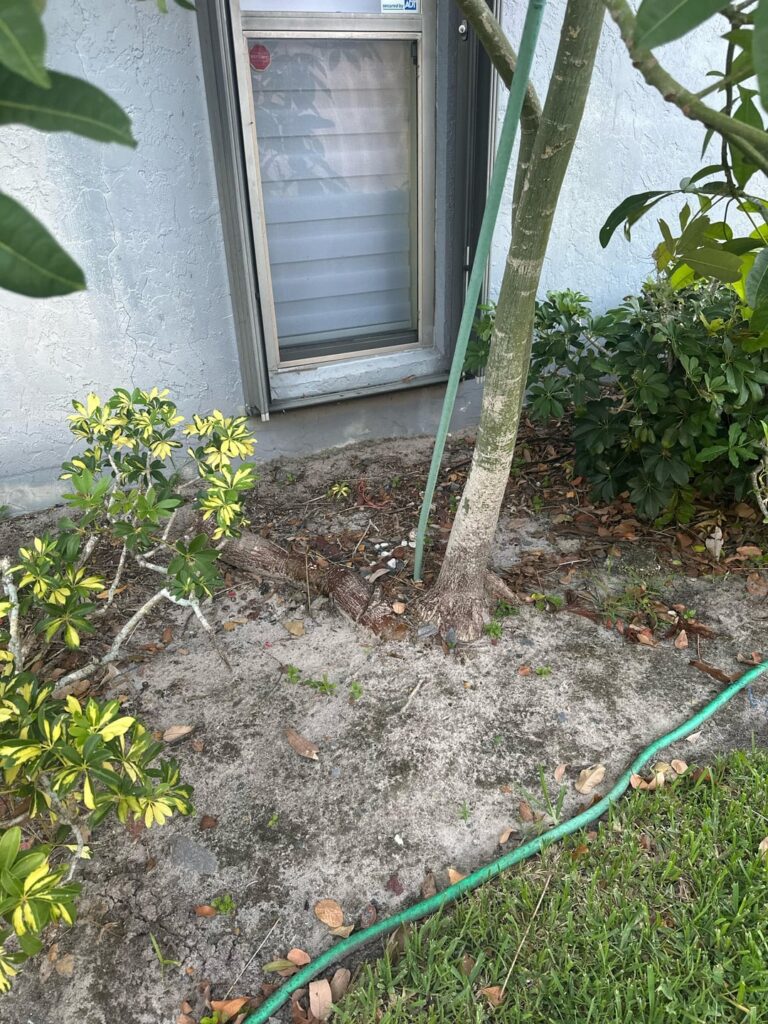 This money tree is starting to crack the foundation. How can I remove it and still keep it alive? This money tree is starting to crack the foundation. How can I remove it and still keep it alive?