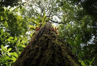 Revolution in forest mapping with drones and artificial intelligence