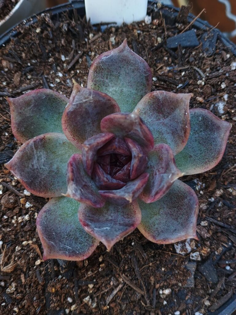 New dark plants