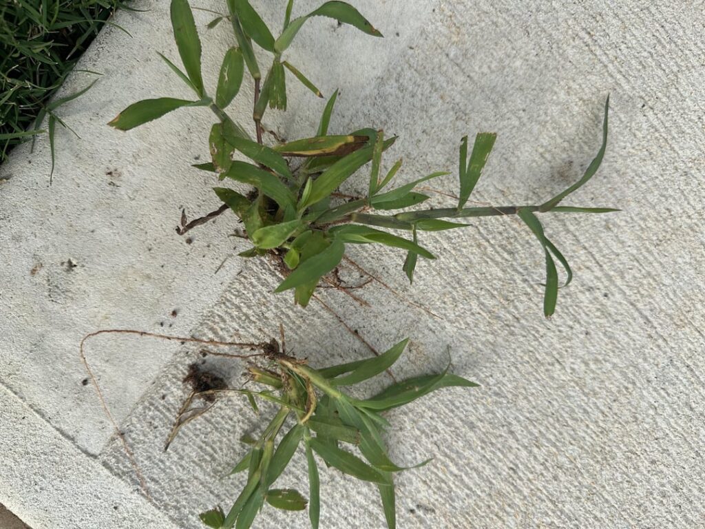 What are that suddenly took over my lawn in two weeks?