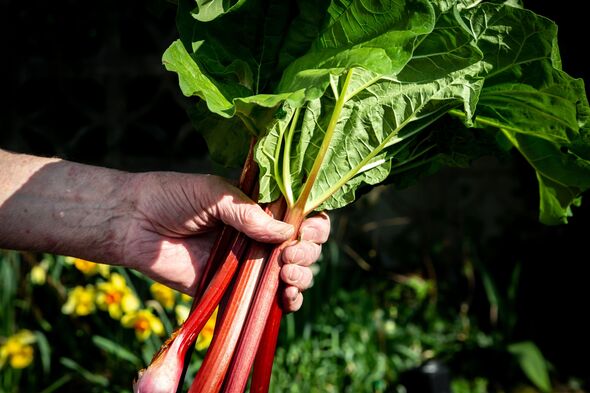 A handful of freshly harvested rhubarb