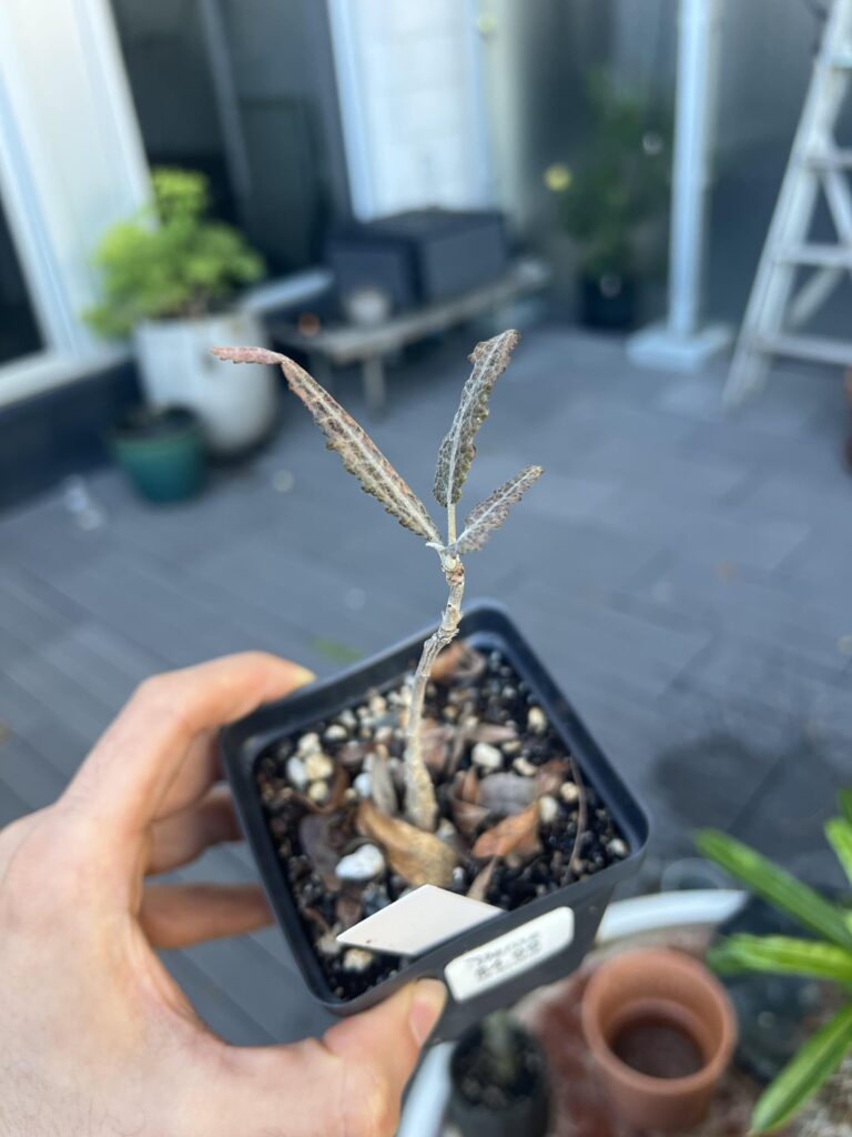 Sunburn vs other problem ? Sunburn vs other problem ?