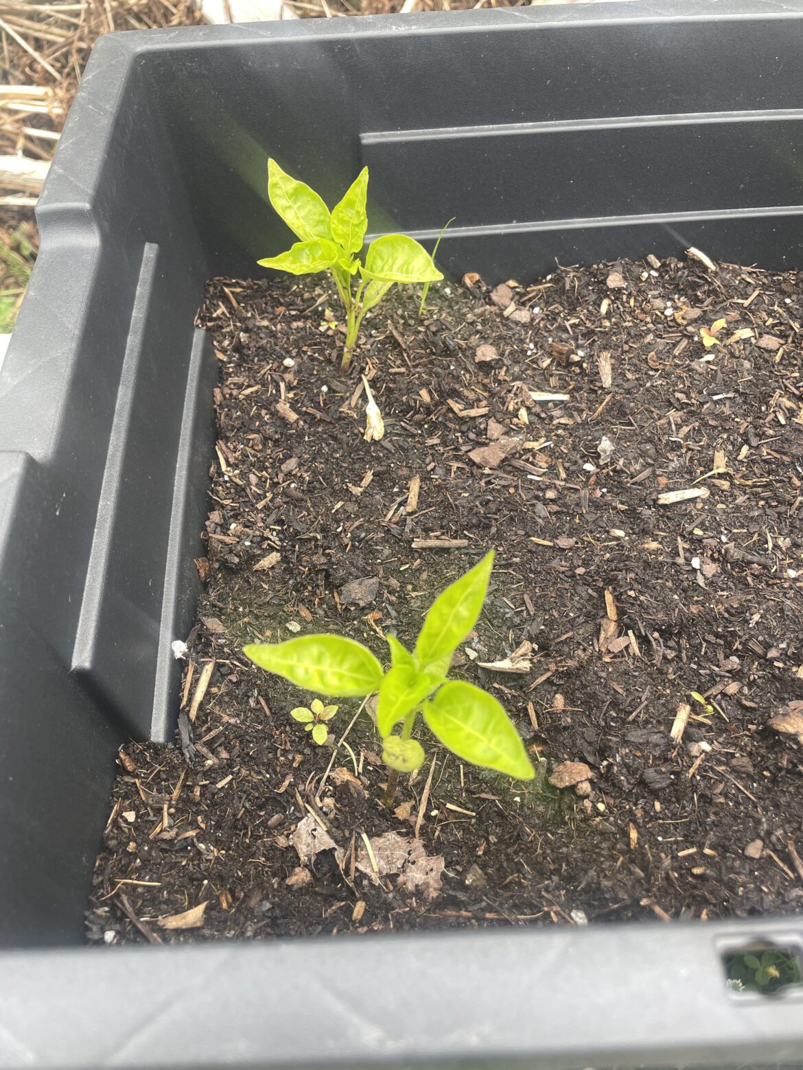 I started bell pepper from seed in March, and this is 3 months progress