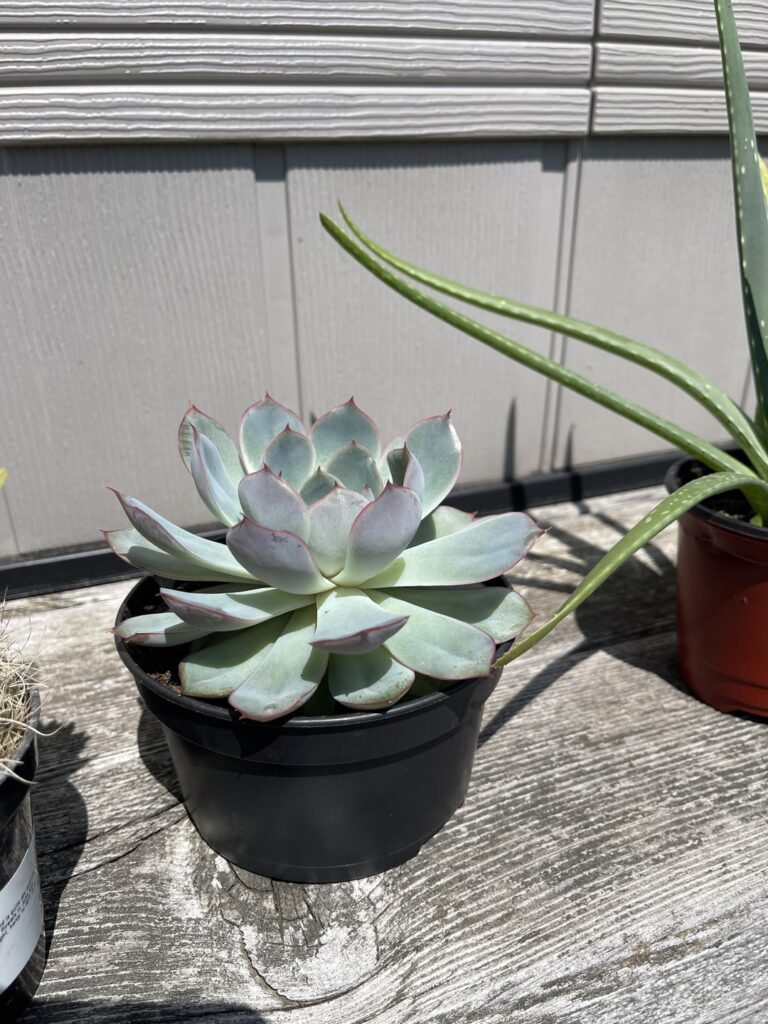 When should I repot?