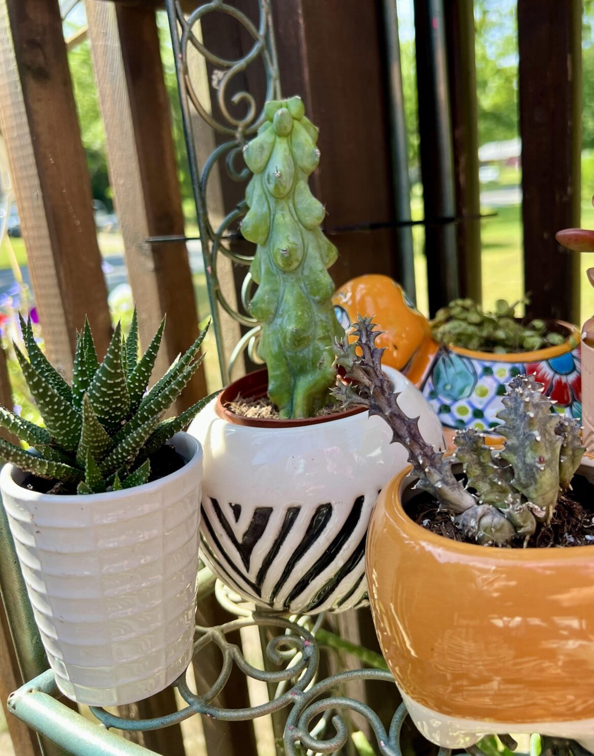 Finally found myself a booby cactus