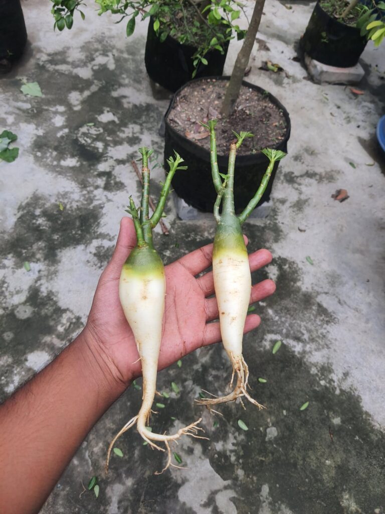 Adenium Obesum, Kenya. The objective was to achieve the habitat shape. How would you rate the success of achieving this objective on a scale of 1 to 10?