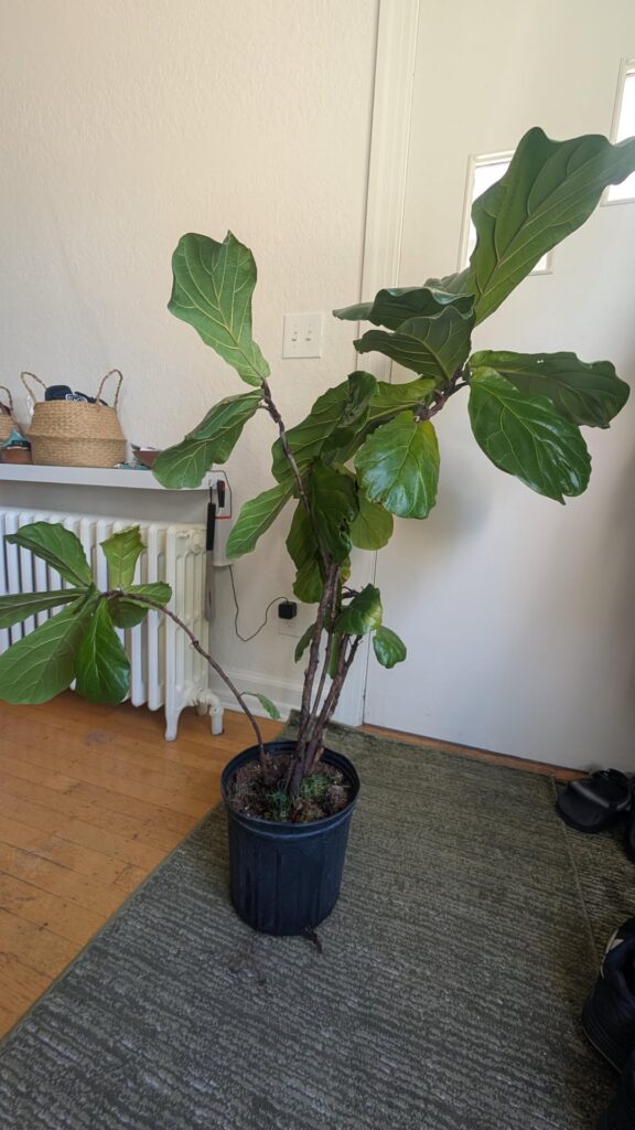 Advice Appreciated