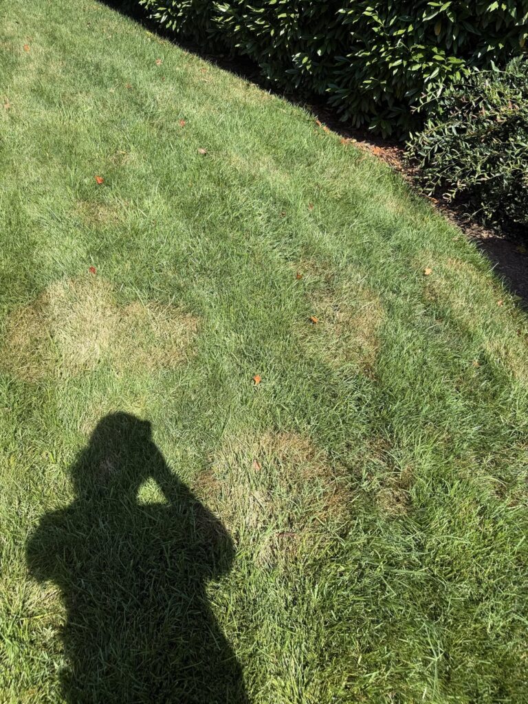 What is wrong with this fescue in zone 7B? Wasn’t like this last week and noticed it on multiple yards