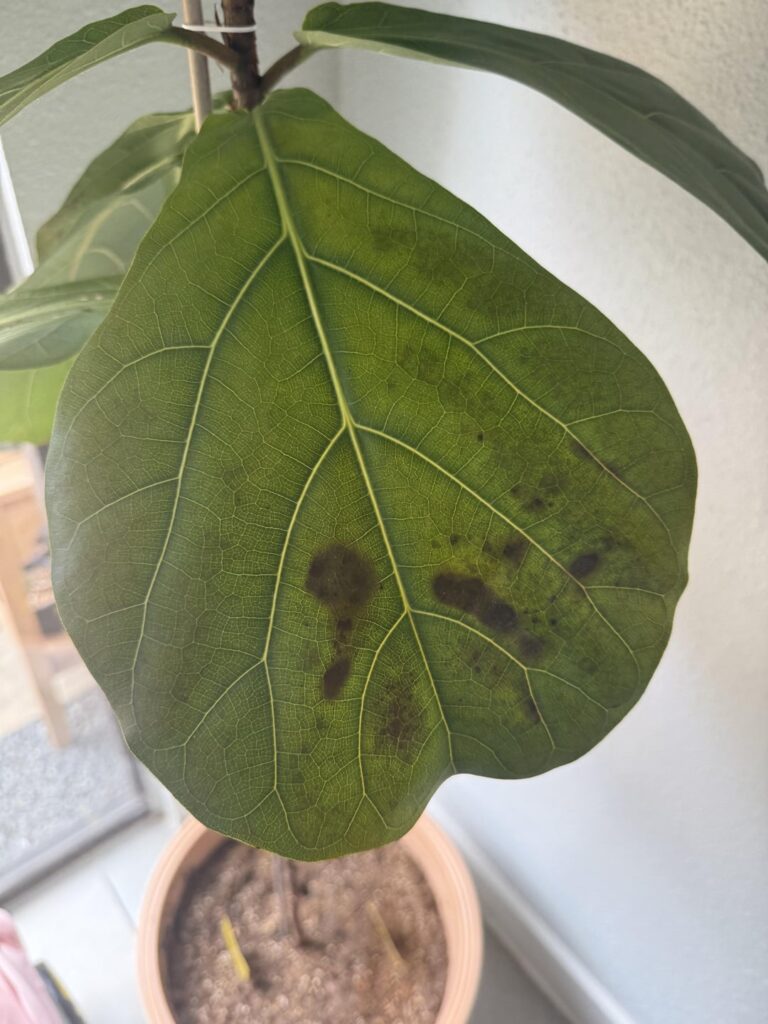 Help! What’s causing this? Help! What’s causing this?