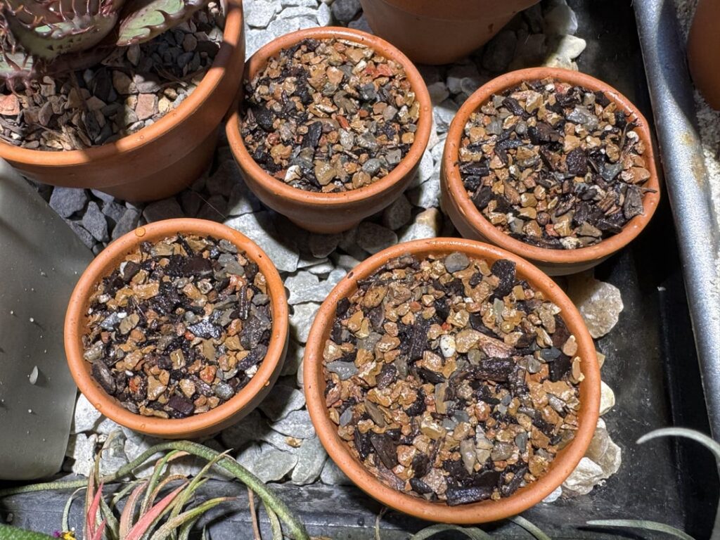 Sown on 6/17, and the first few have emerged!