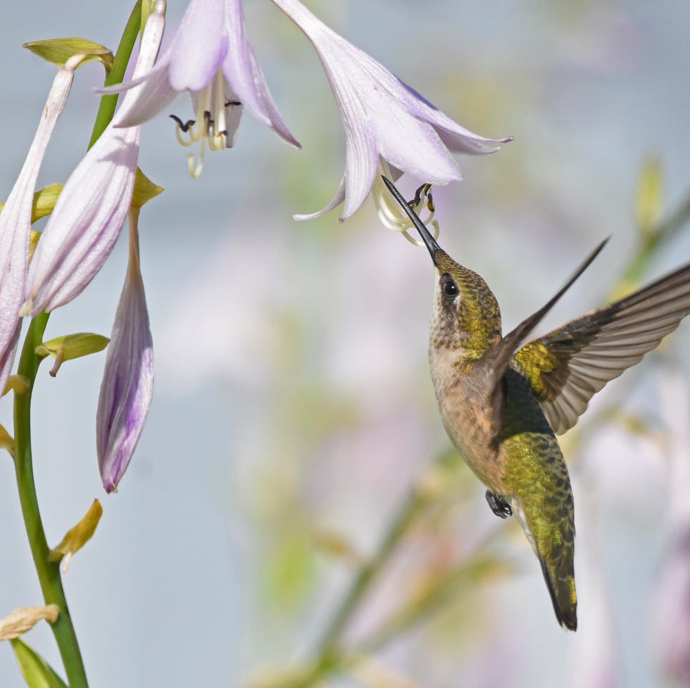ruby throated hummingbirds
