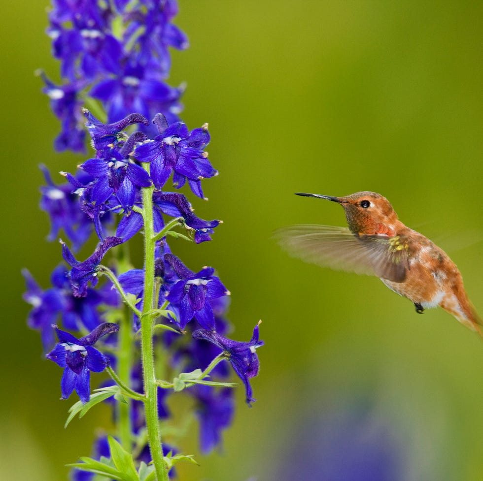 rufous hummingbird and larkspur