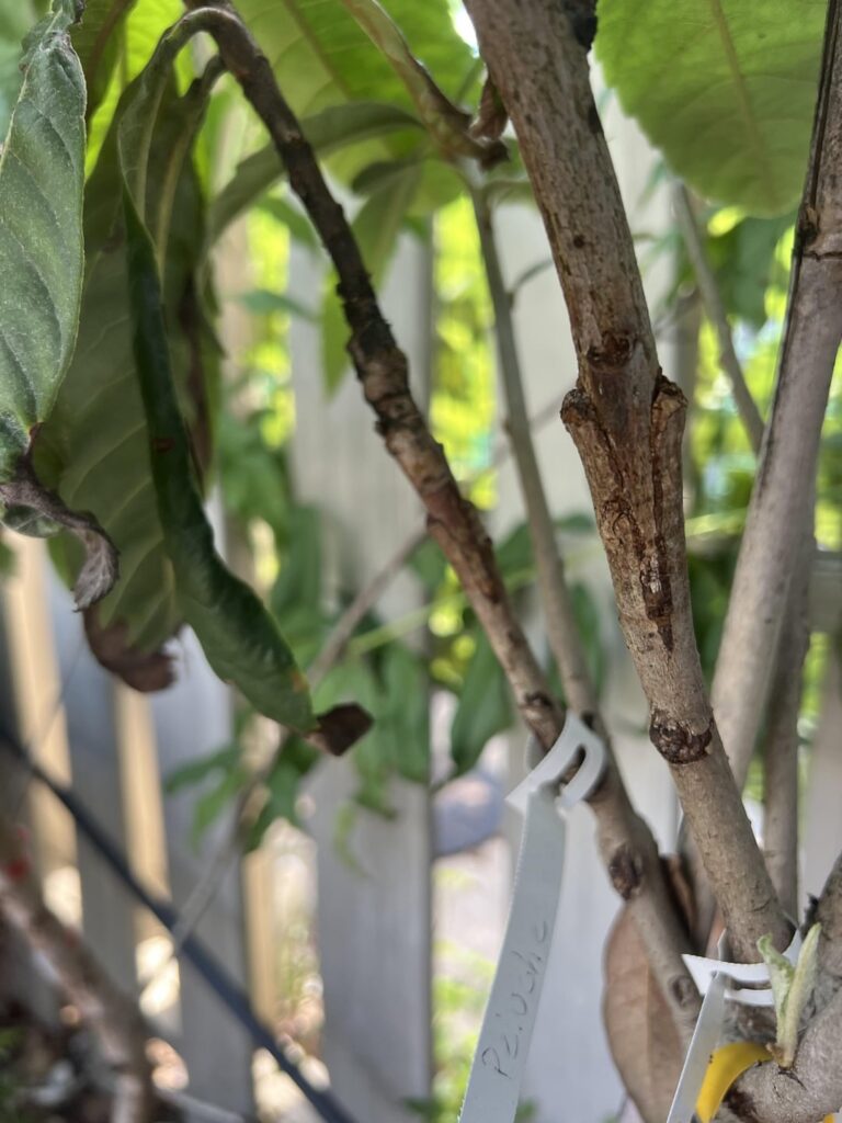 Peluche loquat grafts!