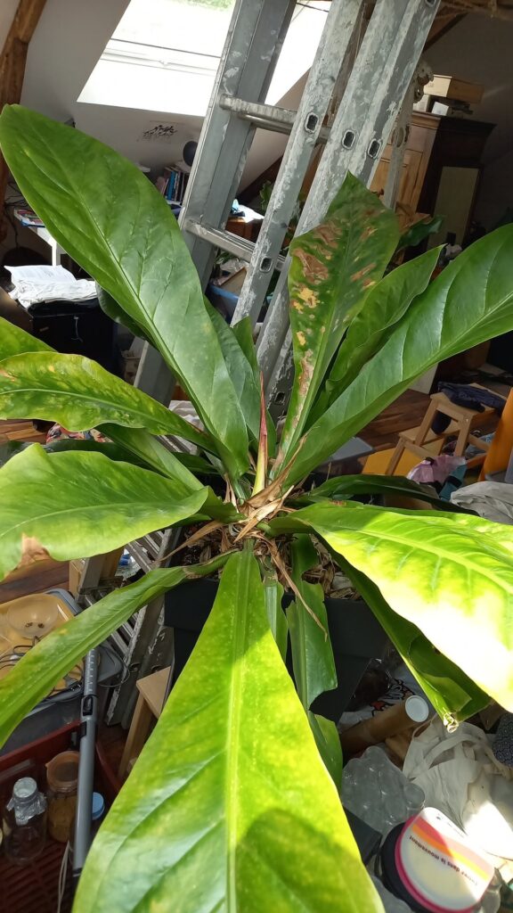 Disease identification on Anrhurium, please Disease identification on Anrhurium, please