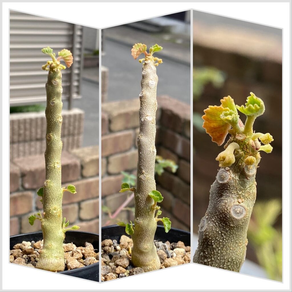 Dorstenia gypsophila awakens with a total of 6 peduncles which I’m very excited and is producing many new branches. The 2nd picture is what it looked like when I bought it a year ago. To my surprise, it grows pretty fast and is now flowering, not unlike foetida. I wonder how to make it produce seeds Dorstenia gypsophila awakens with a total of 6 peduncles which I'm very excited and is producing many new branches. The 2nd picture is what it looked like when I bought it a year ago. To my surprise, it grows pretty fast and is now flowering, not unlike foetida. I wonder how to make it produce seeds