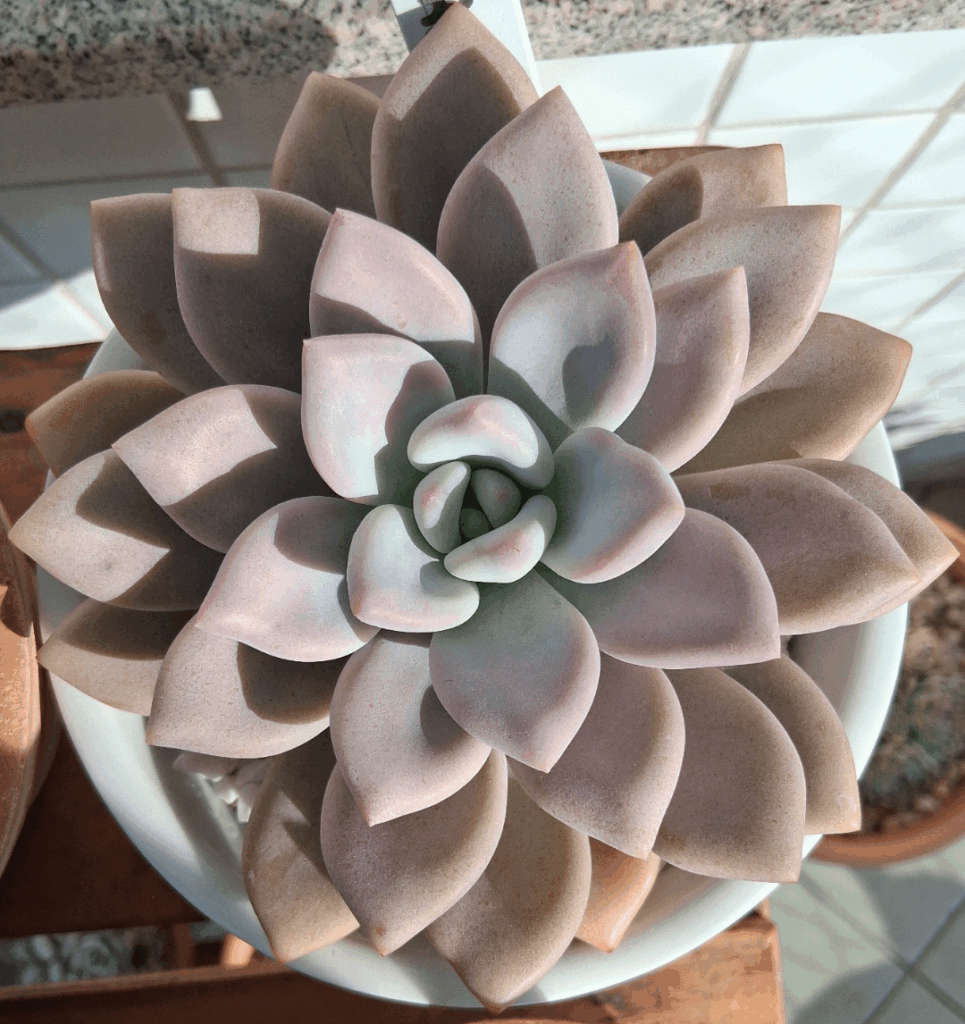 Echeveria Grosso