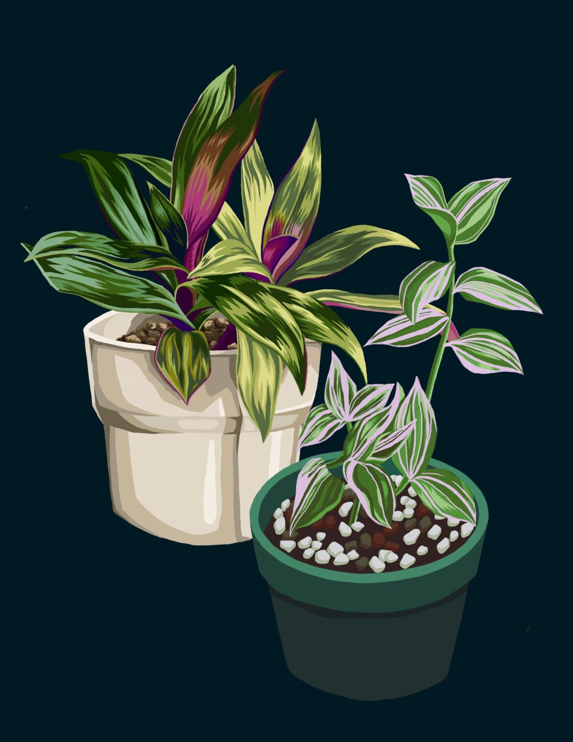 drew some of my plants last night 🌱