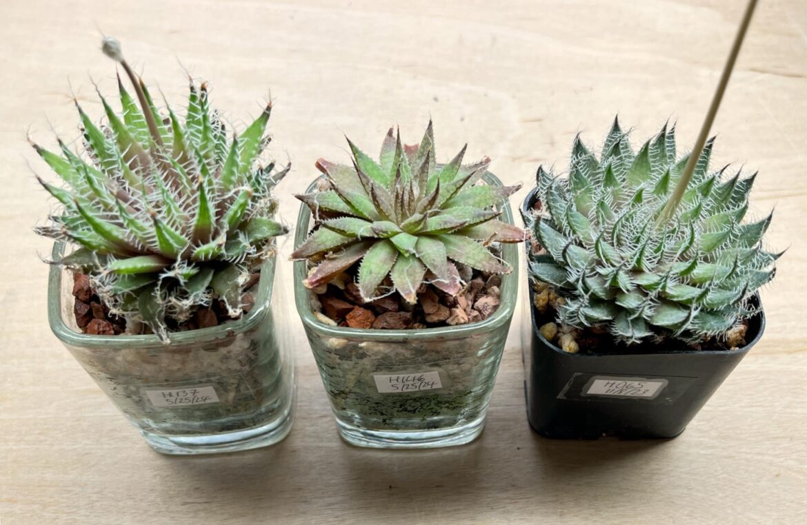 three from previous HaworthiaLand orders (as I wait for my recent order)
