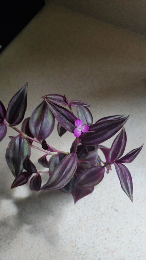 I had no idea inchplants flowered