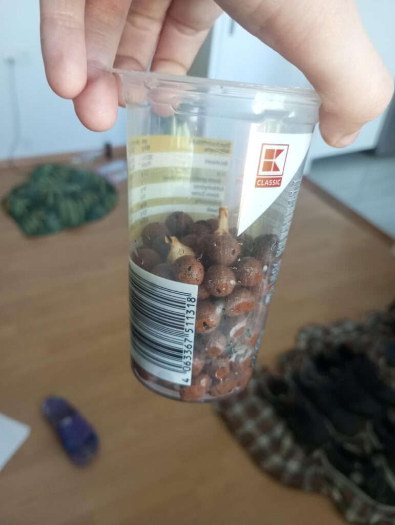 By accident, when repotting my alocasia frydek, I broke off the corms, please tell me I did it right 🥹