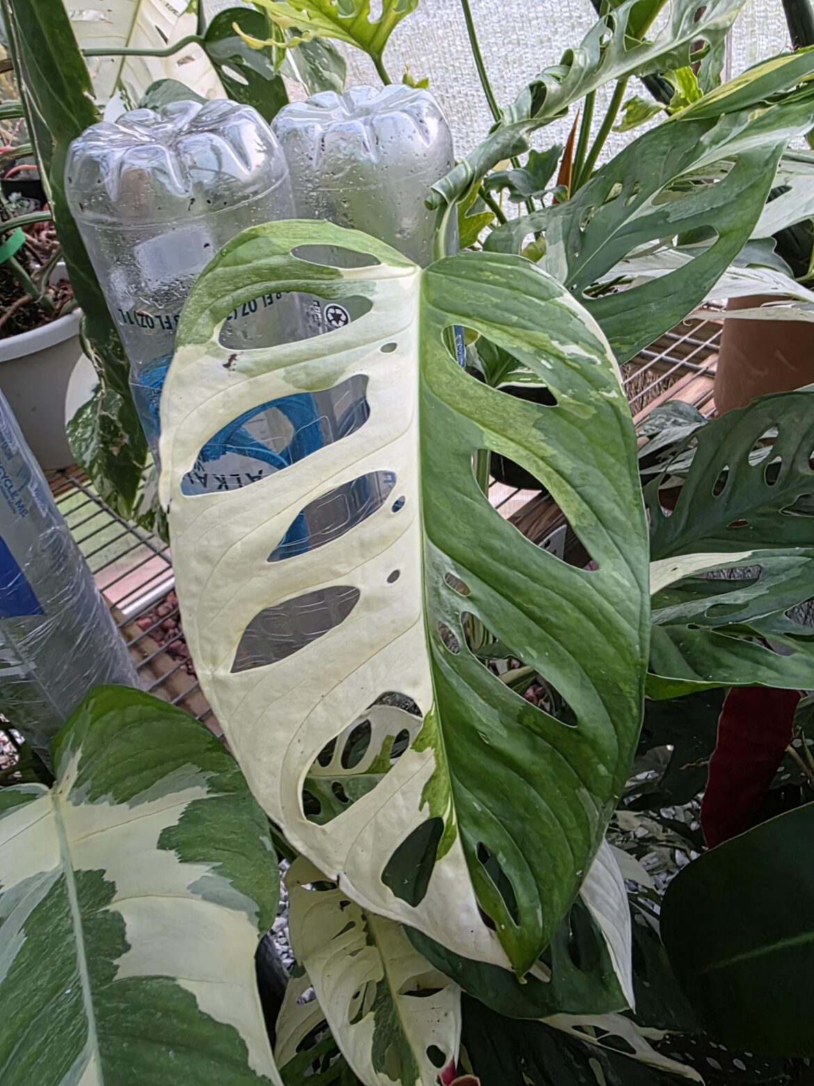 This guy snuck up on me. I had a hanging plant covering it from view, moved the plant, and....holy s**t