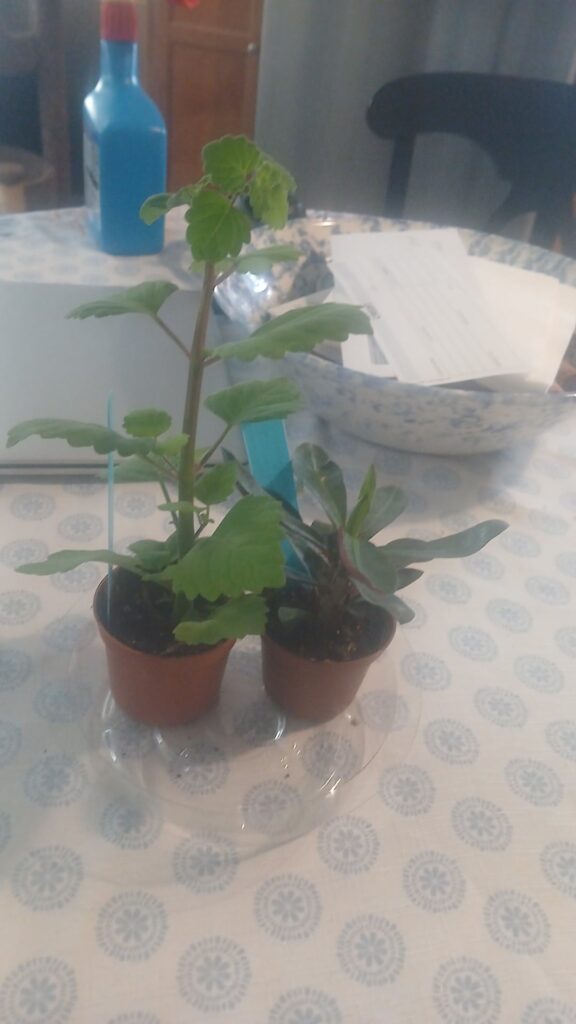 Hot these two beauties today Piectranthus (Piectranthuserntii) and a Crown of Thorns can't wait to see them grow and mature.