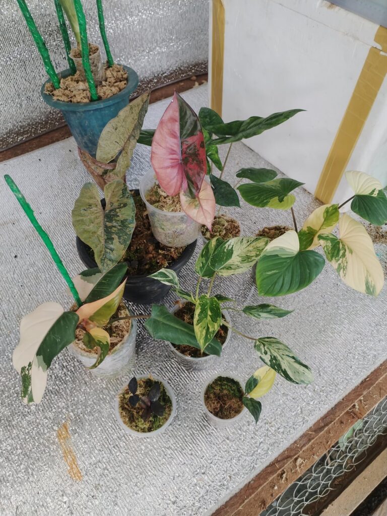 My Top 9 Plants 2025