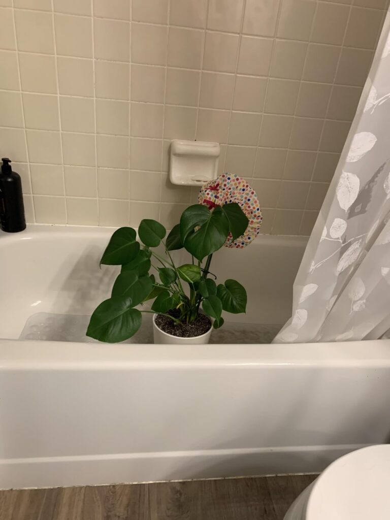 Walked in on my monstera in the shower today 😳