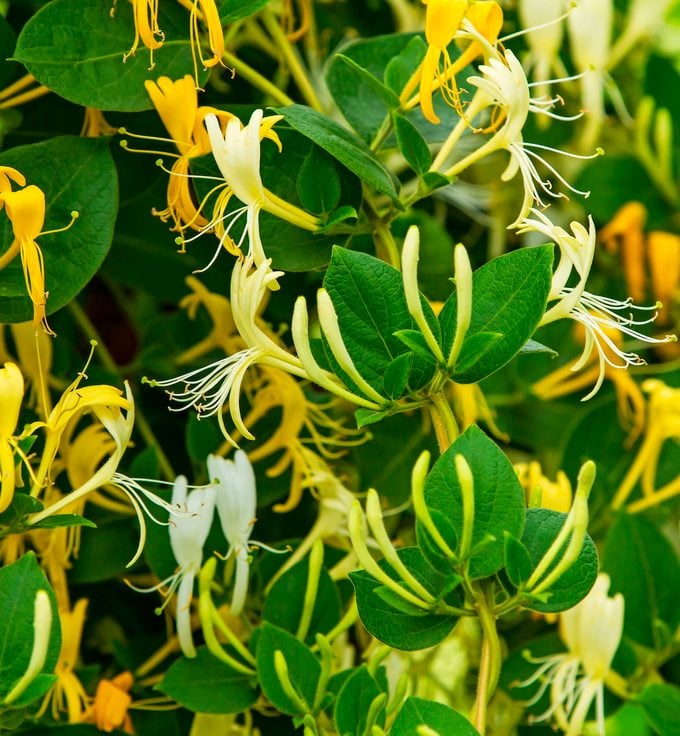 japanese honeysuckle